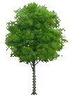 arbre.png